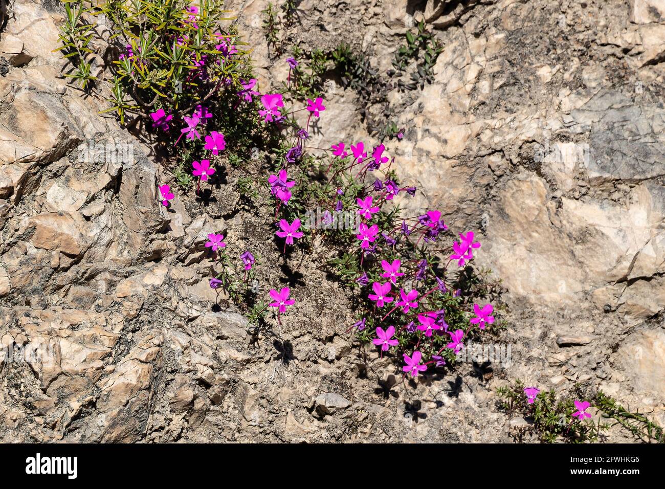 La Violeta de Cazorla o Viola cazorlensis è una specie endemica della Sierra de Cazorla, Segura e Las Villas, di natura rupicolosa, fiorisce i. Foto Stock