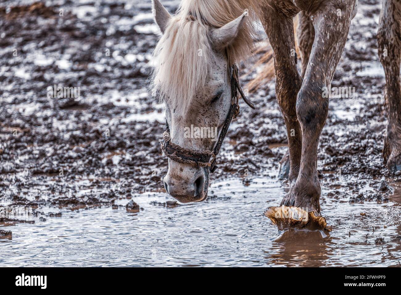 il cavallo bianco beve l'acqua piovana dal puddle Foto Stock