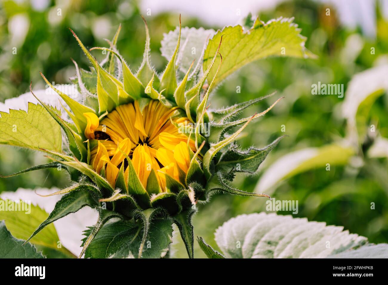 Girasole non aperto. Bella sfondo sul tema dell'agricoltura. Foto Stock