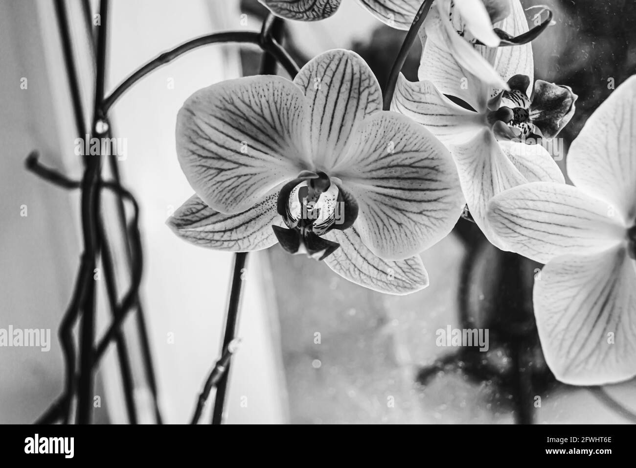 Orchidee sul davanzale in tonalità di bianco e nero Foto Stock