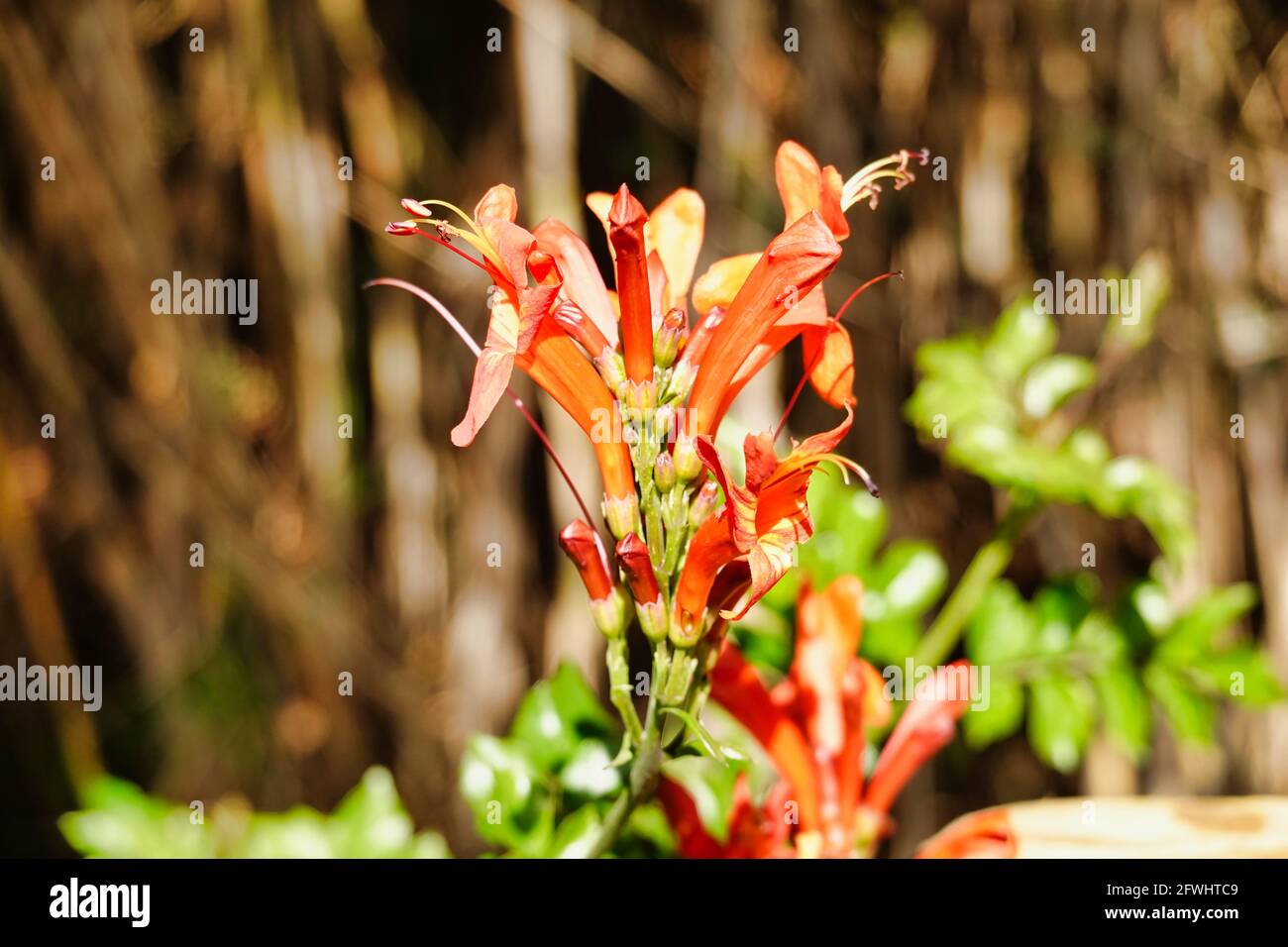 Fuoco selettivo di fiori rossi luminosi di tecomaria capensis Foto Stock