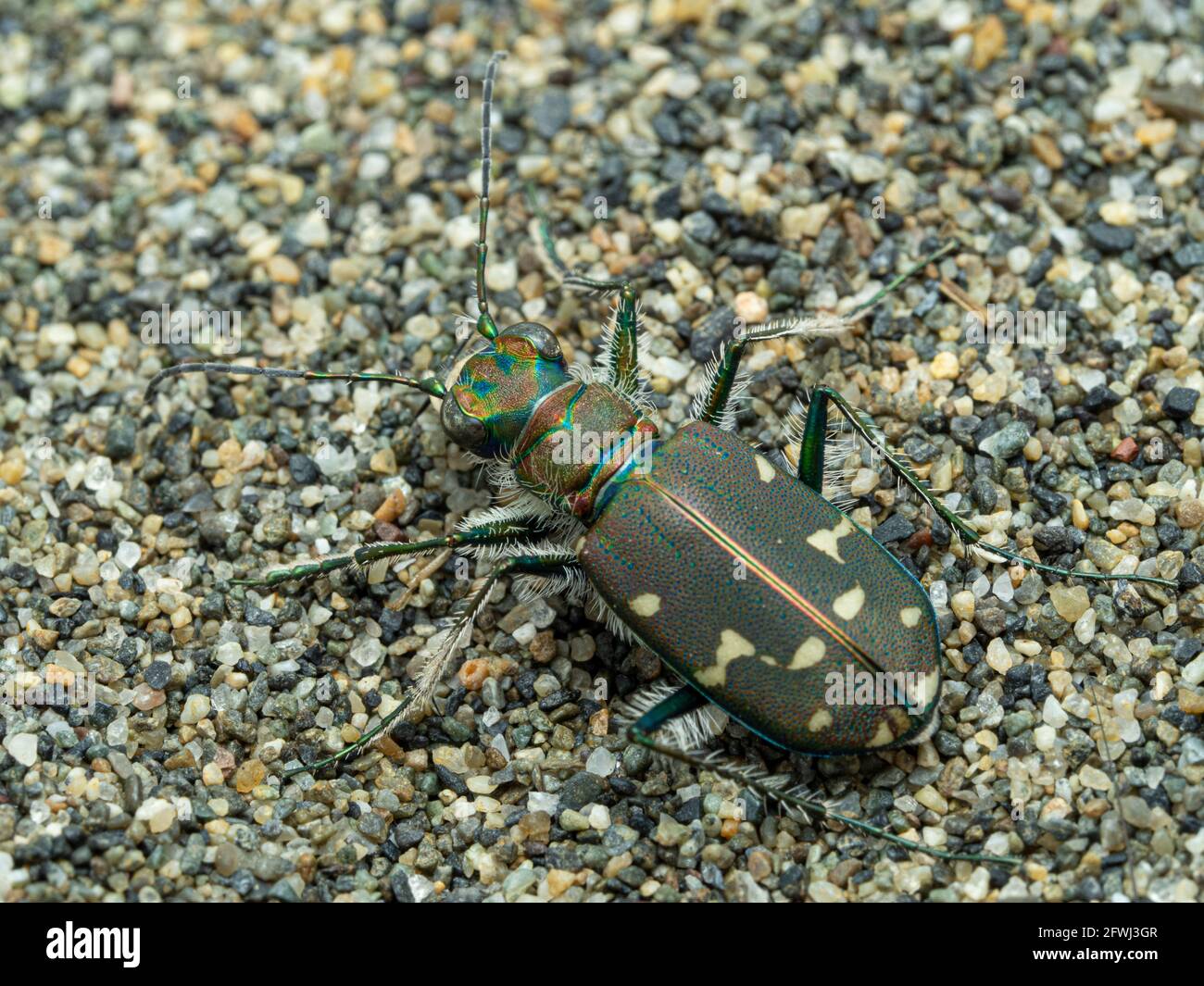 Vista dorsale di un scarabeo predatore occidentale, Cicindela oregona, che mostra i colori e le marcature attraenti caratteristici della specie Foto Stock