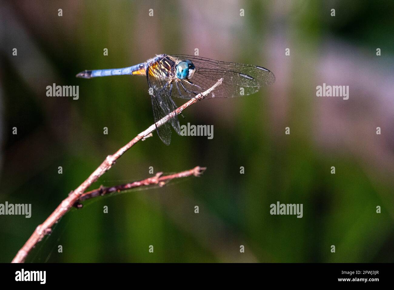 Un maschio blu dasher dragonfly perches su una filiale alla Weeks Bay National Etestuarine Research Reserve vicino Fairhope, Alabama, il 20 maggio 2021. Foto Stock