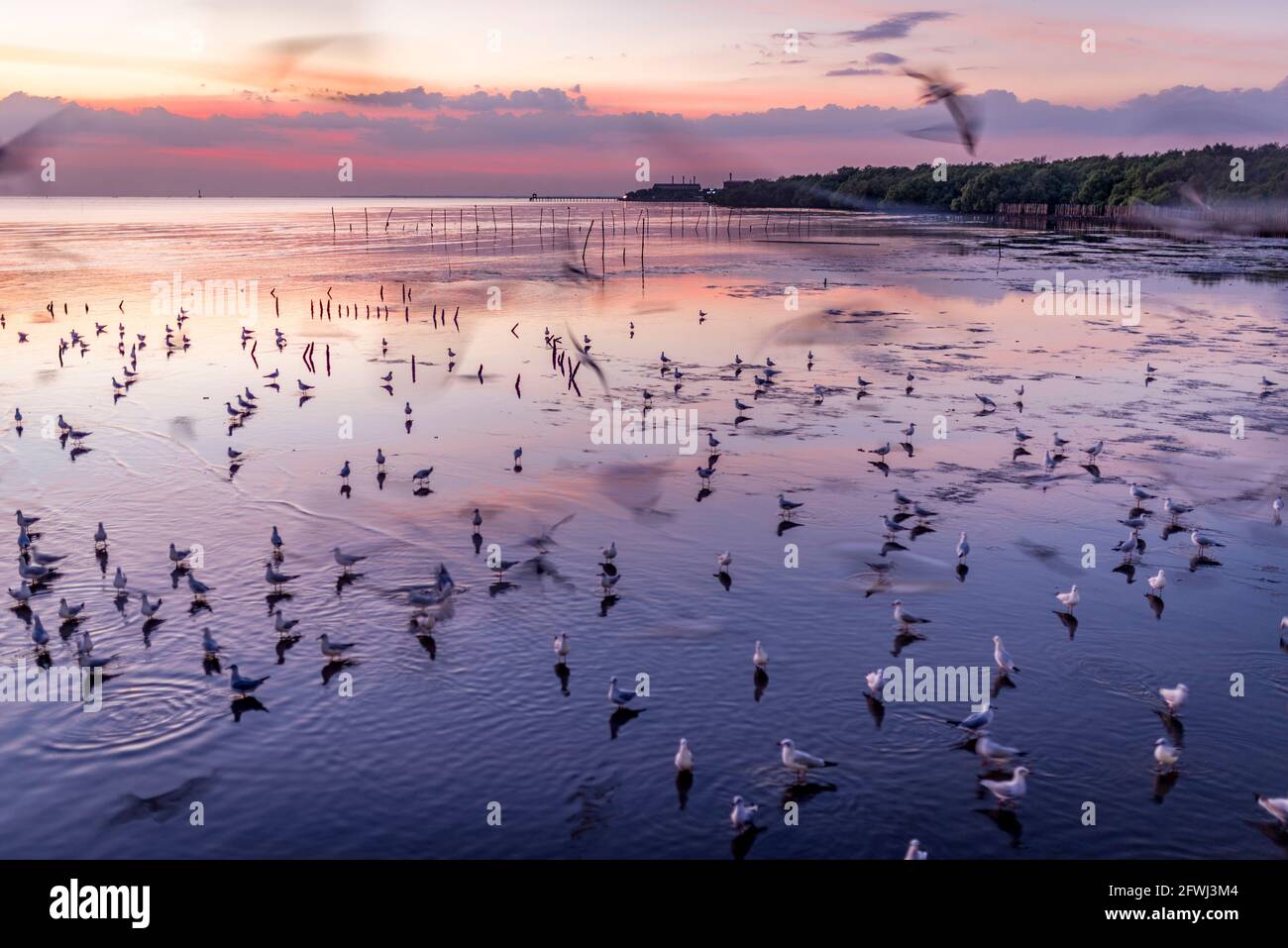 Bella scena all'alba, Seagulls sulla spiaggia di mangrovie al tramonto, vista grandangolare. Foto Stock
