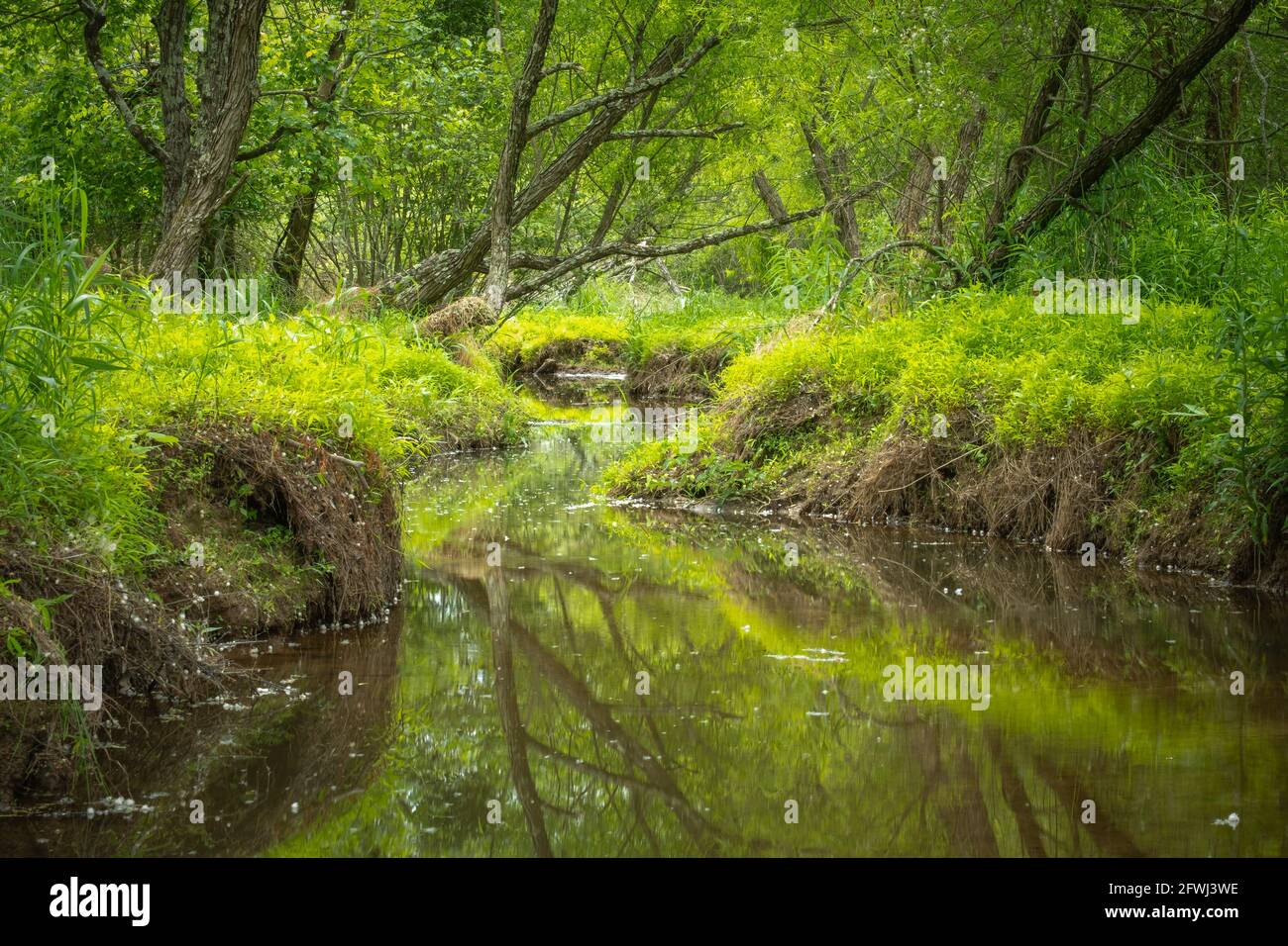 Un tranquillo paesaggio di un torrente agile meandro attraverso la lussureggiante vegetazione primaverile nella foresta. Foto Stock