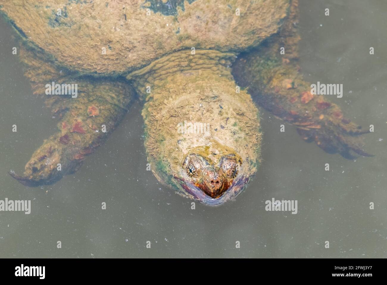 Una tartaruga a scatto comune (Chelydra serpentina) che si posa in uno stagno. Raleigh, Carolina del Nord. Foto Stock