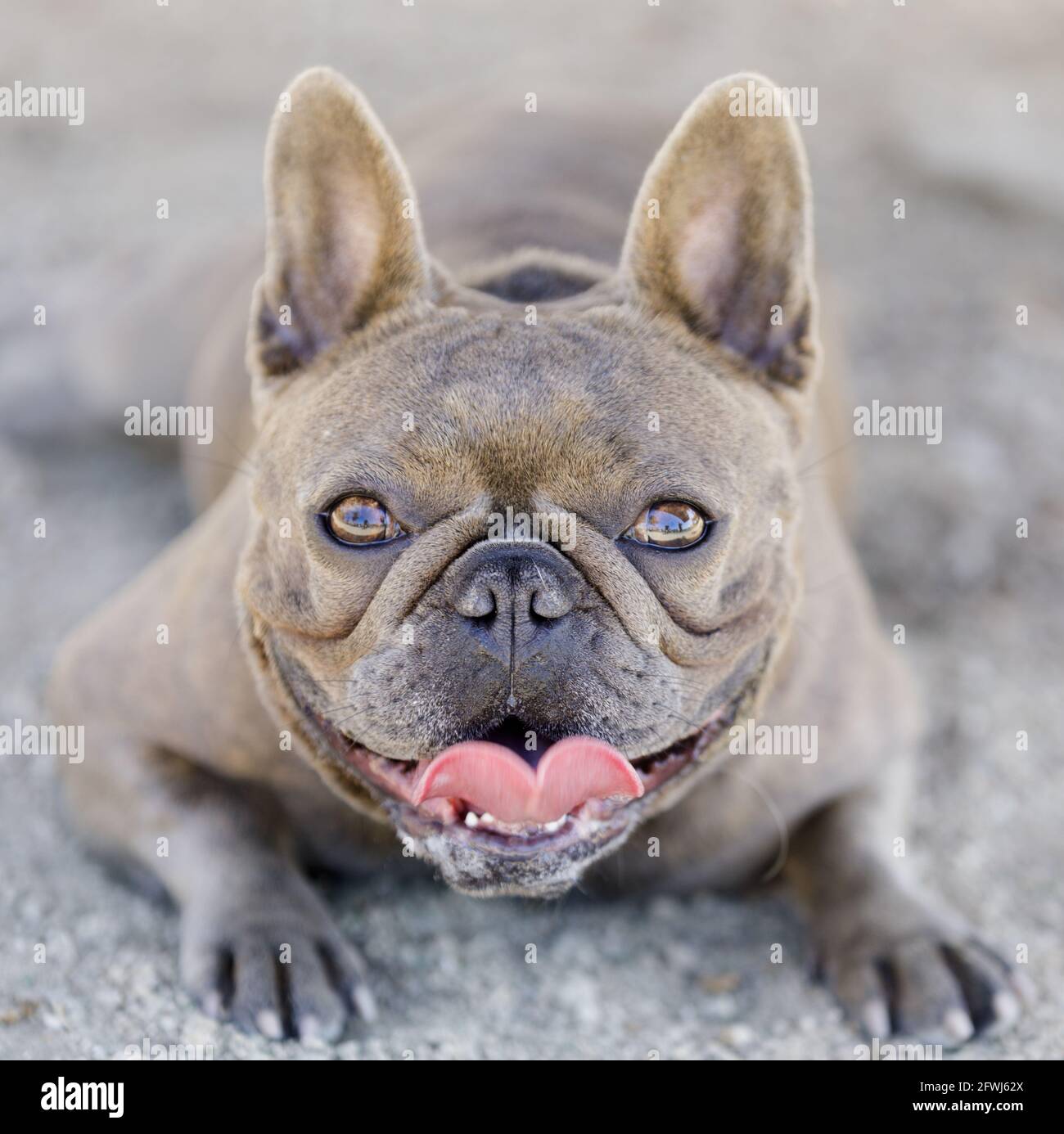 Cucciolo di bulldog su sfondo blu immagini e fotografie stock ad alta  risoluzione - Alamy