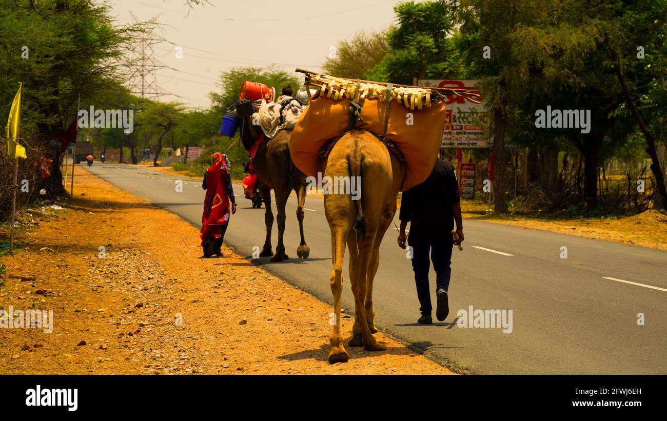 06 maggio 2021 - Reengus, Sikar, India. Mandria di cammelli che vengono spostati lungo la strada statale vicino Jaipur. Stagione estiva e tempo secco in India. Foto Stock