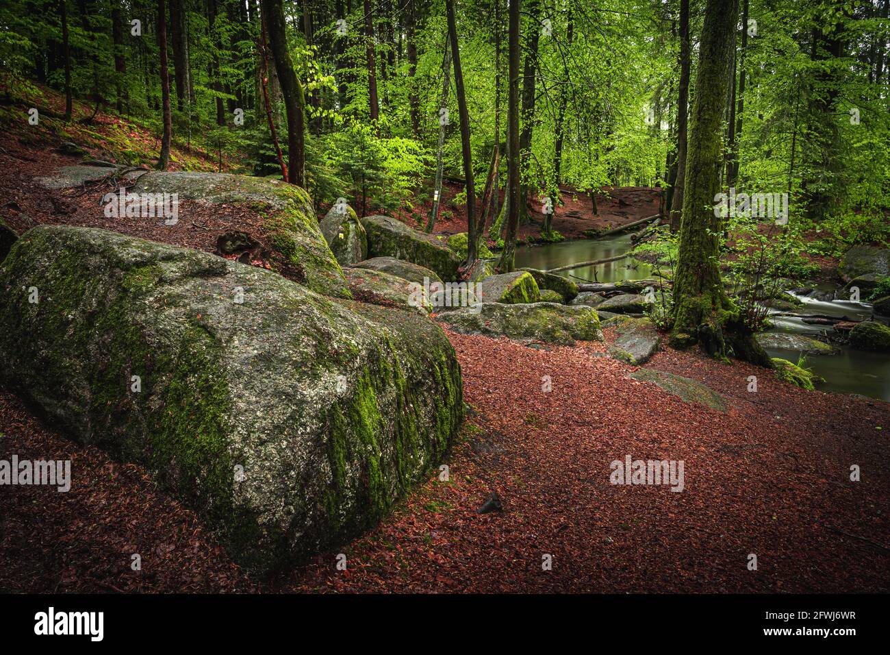 Naturschutzgebiet Höllbachtal im vorderen Bayerischen Wald Foto Stock