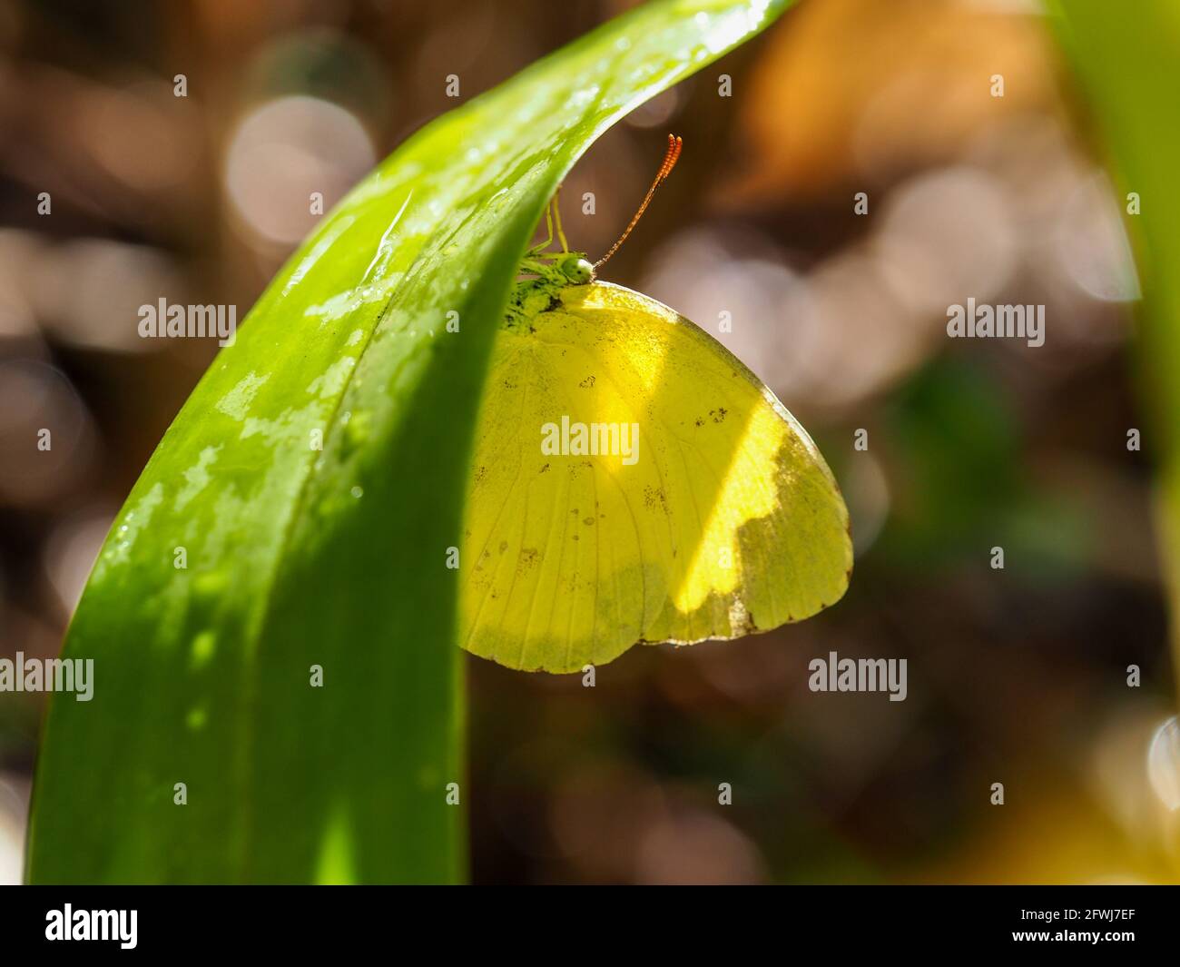 Farfalla Lemon Migrant su una foglia di orchidea verde bagnata, in stile Bokeh marrone sfondo sfocato Coffs Harbour, NSW Australia, nel giardino costiero Foto Stock