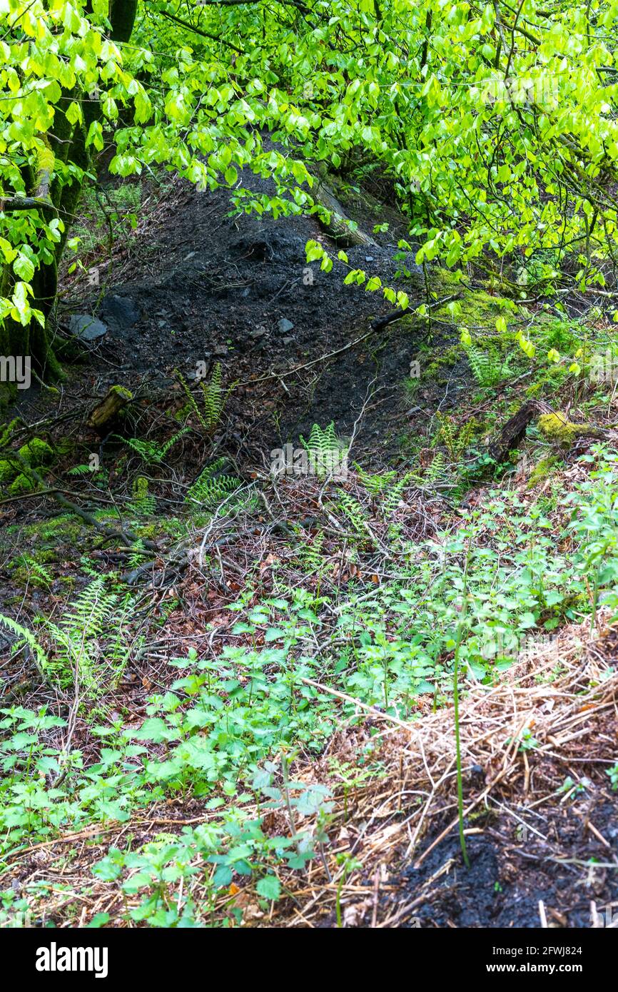 Carbone macchiato nero vecchia miniera rovina punte rigenerato dalla natura. Bixslade Geology Walk. Foto Stock