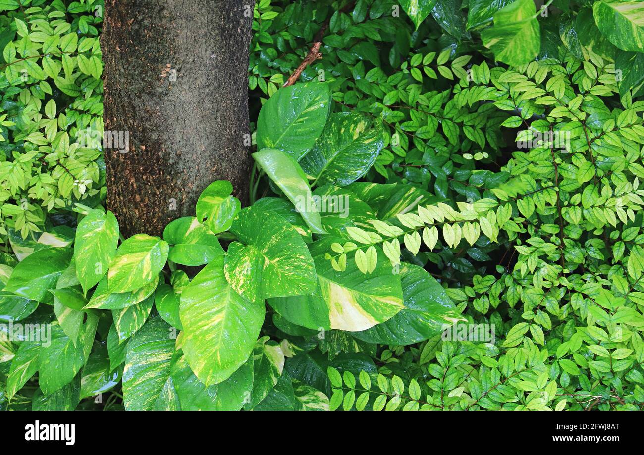 Le piante di Ivy del diavolo verde vibrante nel giardino dopo il Pioggia Foto Stock