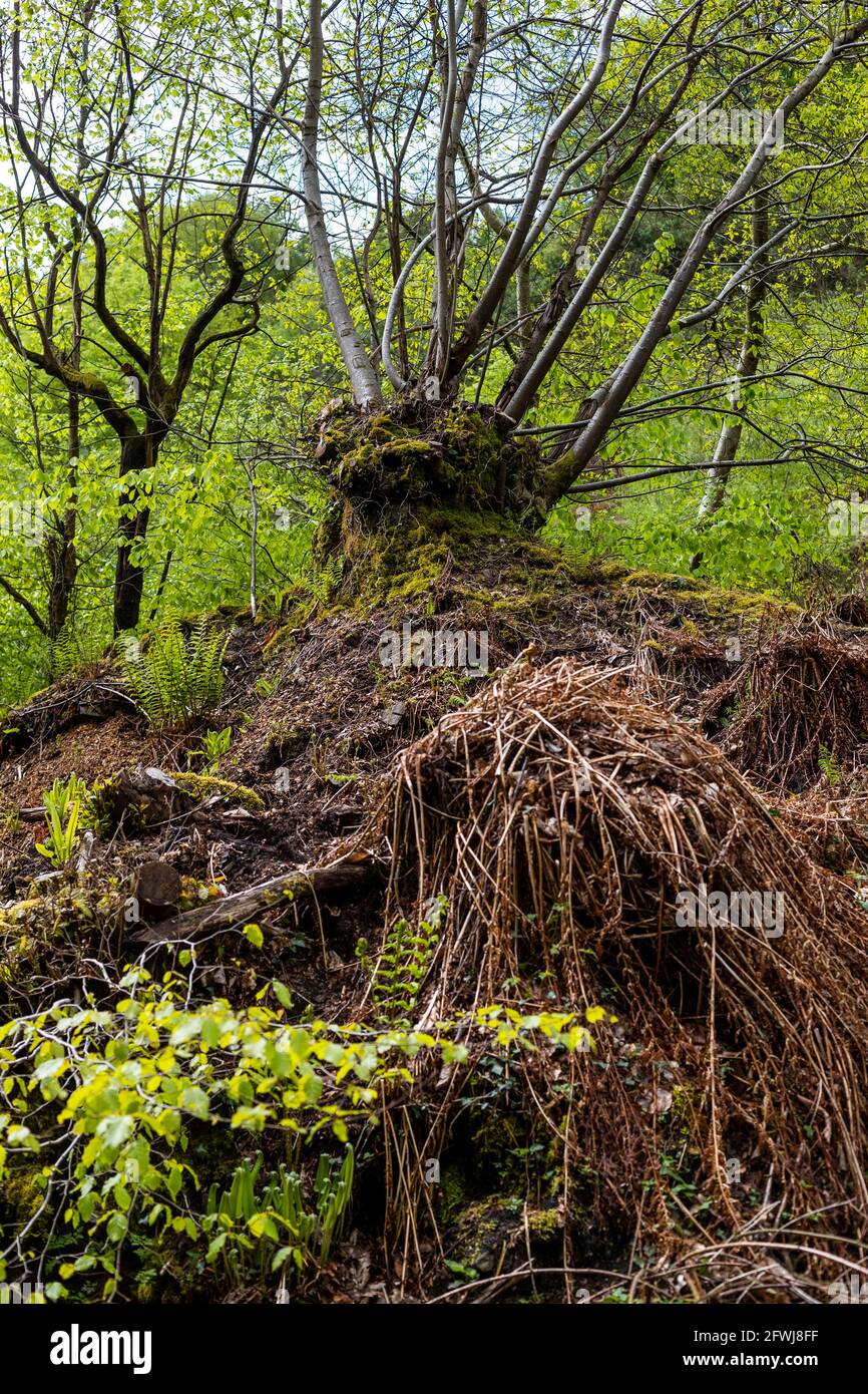 Bixslade High Freemine ingresso e alberi. Bixslade Geology Walk. Foto Stock