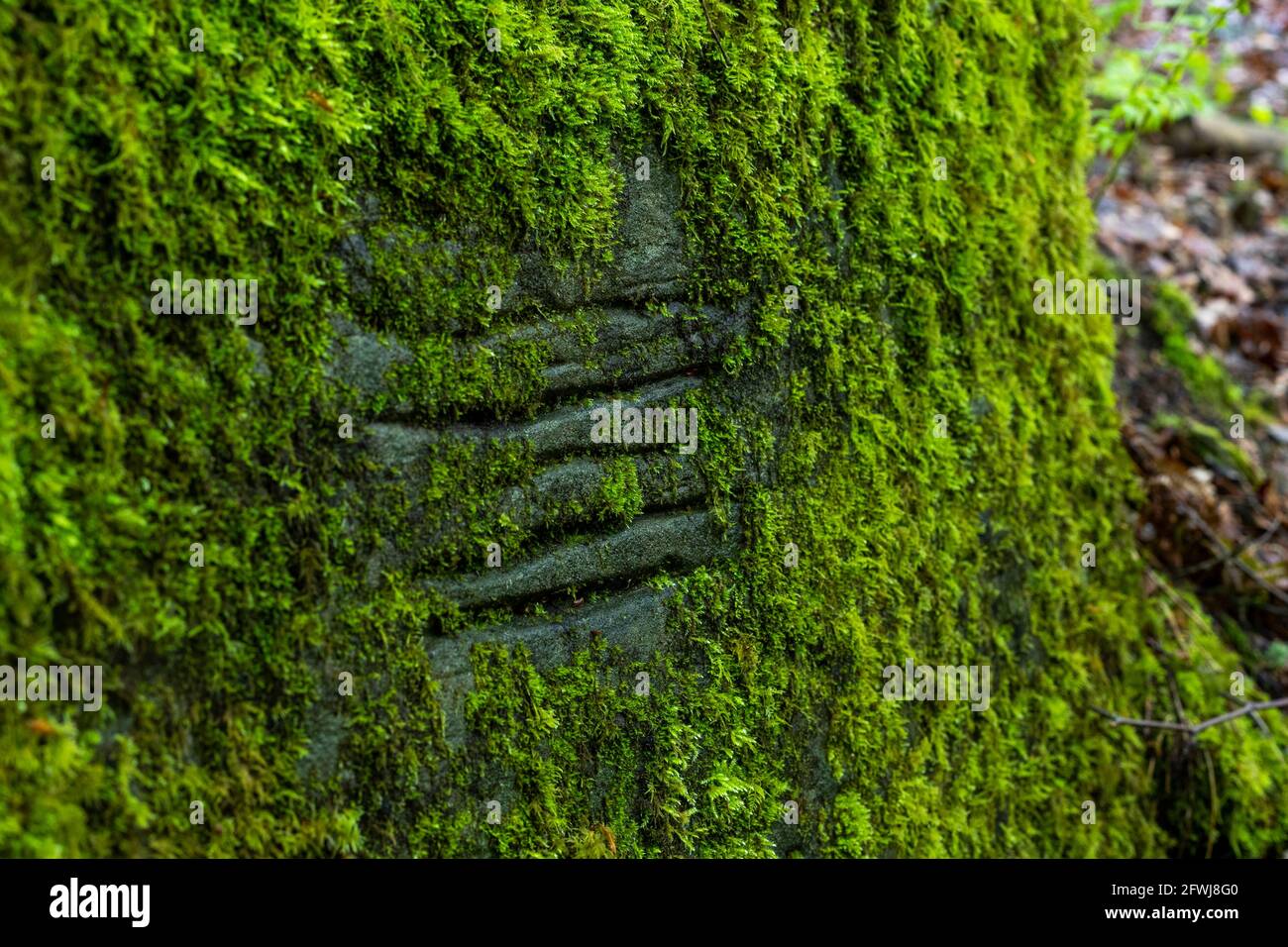 Bixslade High Freemine ingresso e alberi. Bixslade Geology Walk. Foto Stock