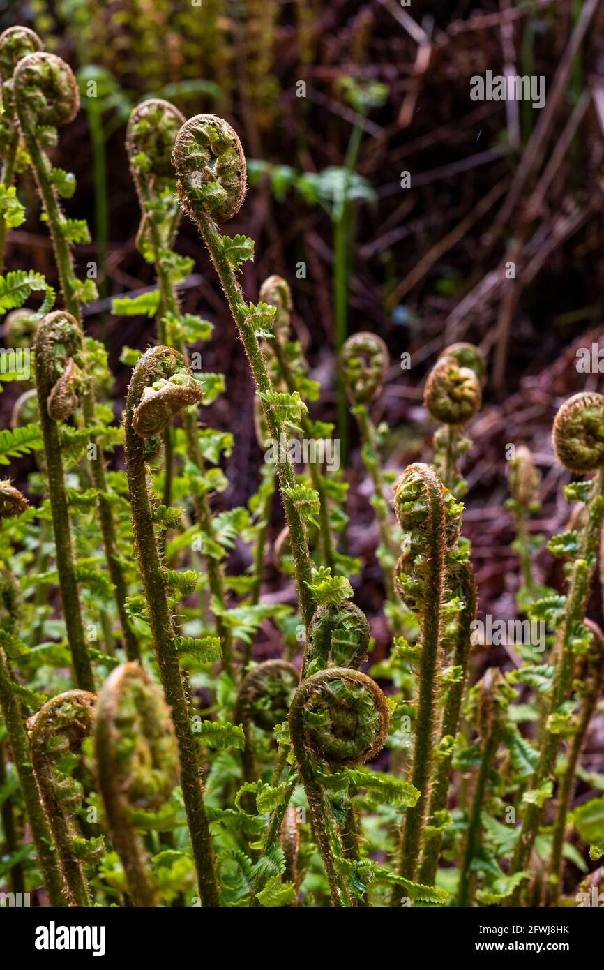 Felci che crescono sulle punte di deterioramento. Bixslade Geology Walk. Foto Stock