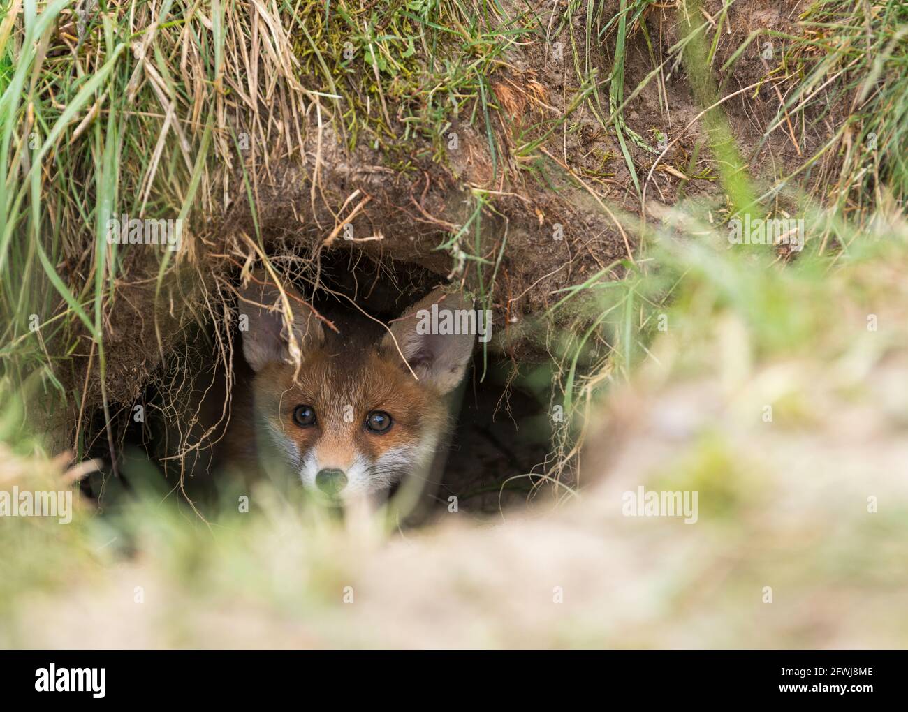 Un cucciolo di volpe guarda curiosamente fuori dal foro della volpe Foto Stock Un cucciolo di volpe guarda curiosamente fuori dal foro della volpe Foto Stock