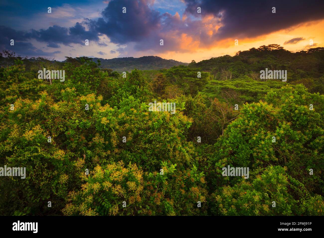 Paesaggio di Panama all'alba nella lussureggiante foresta pluviale del parco nazionale di Soberania, provincia di Colon, Repubblica di Panama, America Centrale. Foto Stock