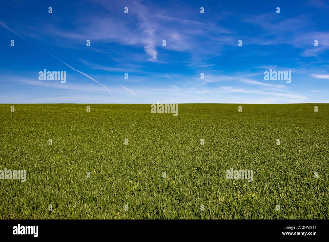 Pianta verde che cresce su un campo con orizzonte di cielo blu Foto Stock