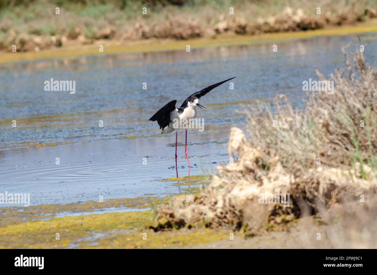 Palafitte alate nere prendere il volo dall'acqua Foto Stock