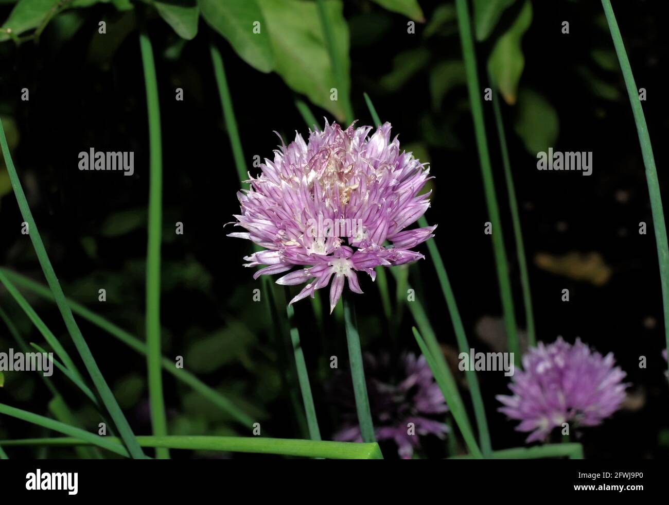 Bel fiore rosa brillante a forma di palla da vicino in giardino Foto Stock