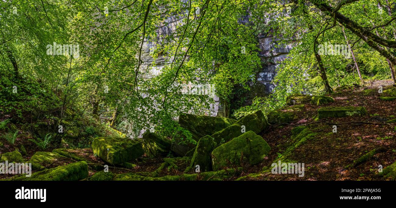 Ora abbandonò la cava di Spion Kop mentre la natura rivendicava la parete rocciosa. Bixslade Geology Walk. Foto Stock