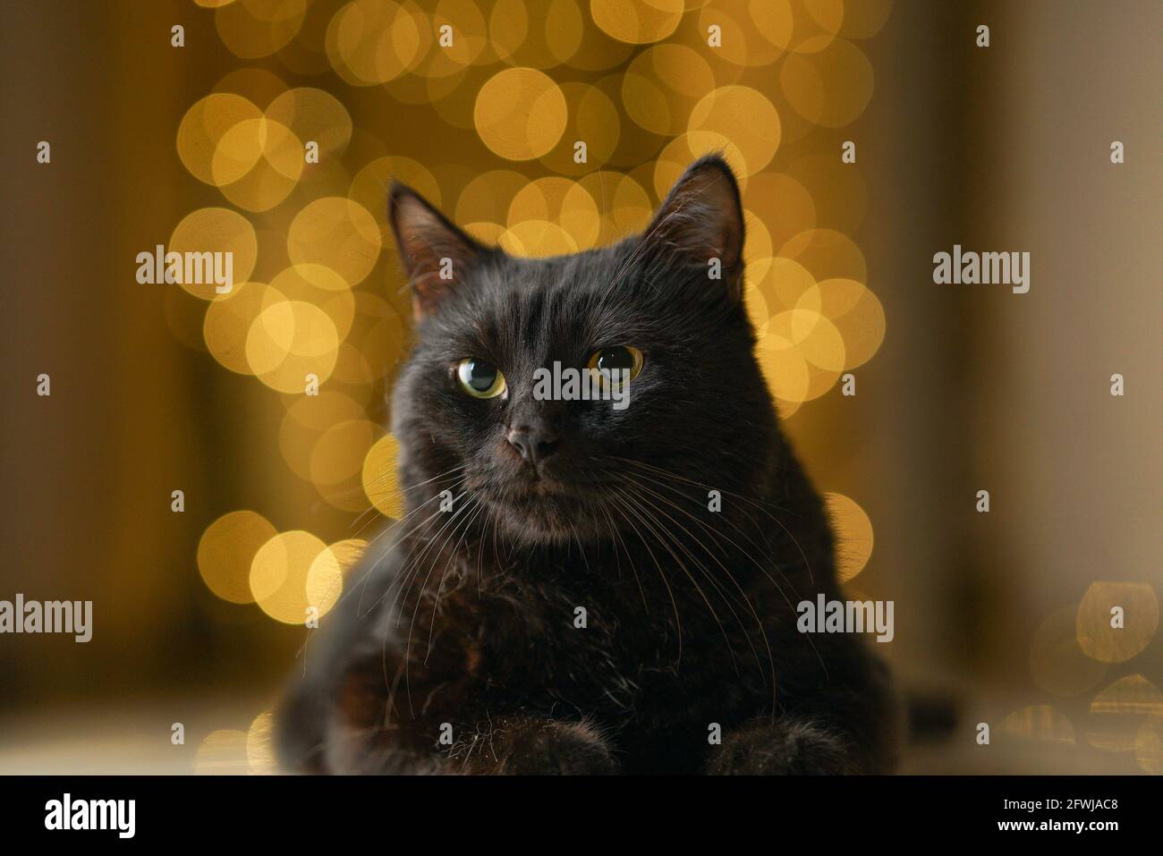Black Bombay PET Cat Feral Yellow Bokeh sfondo luci Foto Stock