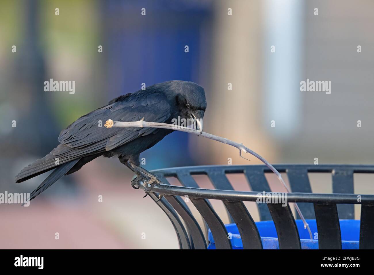 Un corvo americano che mette un bastone in un cestino può Foto Stock