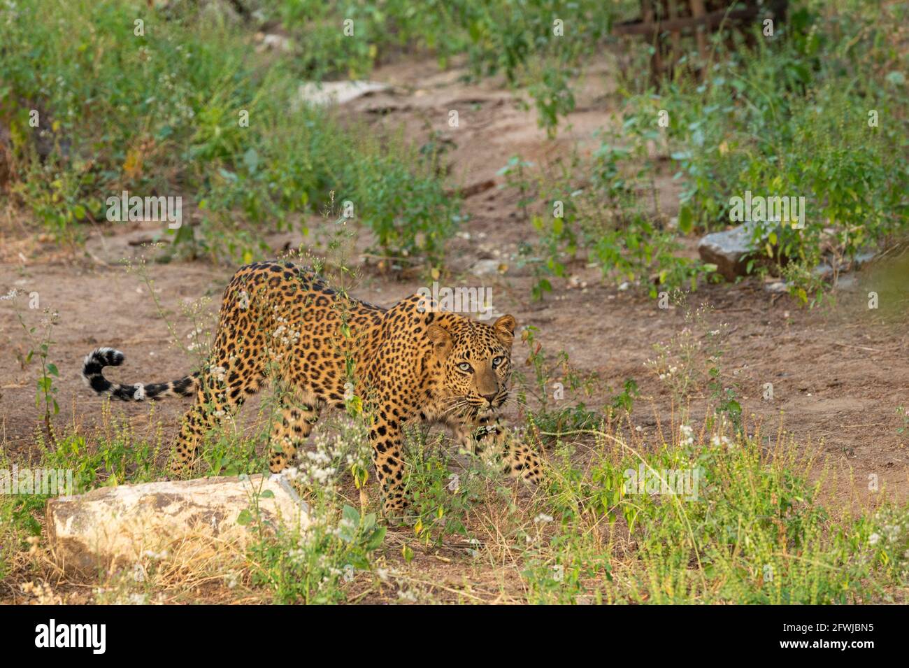 leopardo o pantera a piedi nella foresta di jhalana o leopardo riserva jaipur rajasthan india - panthera pardus fusca Foto Stock