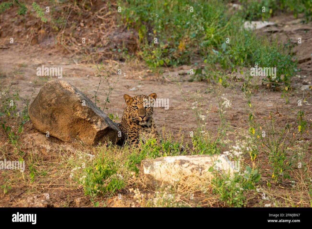 leopardo o pantera nella foresta di jhalana o leopardo riserva jaipur rajasthan india - panthera pardus fusca Foto Stock