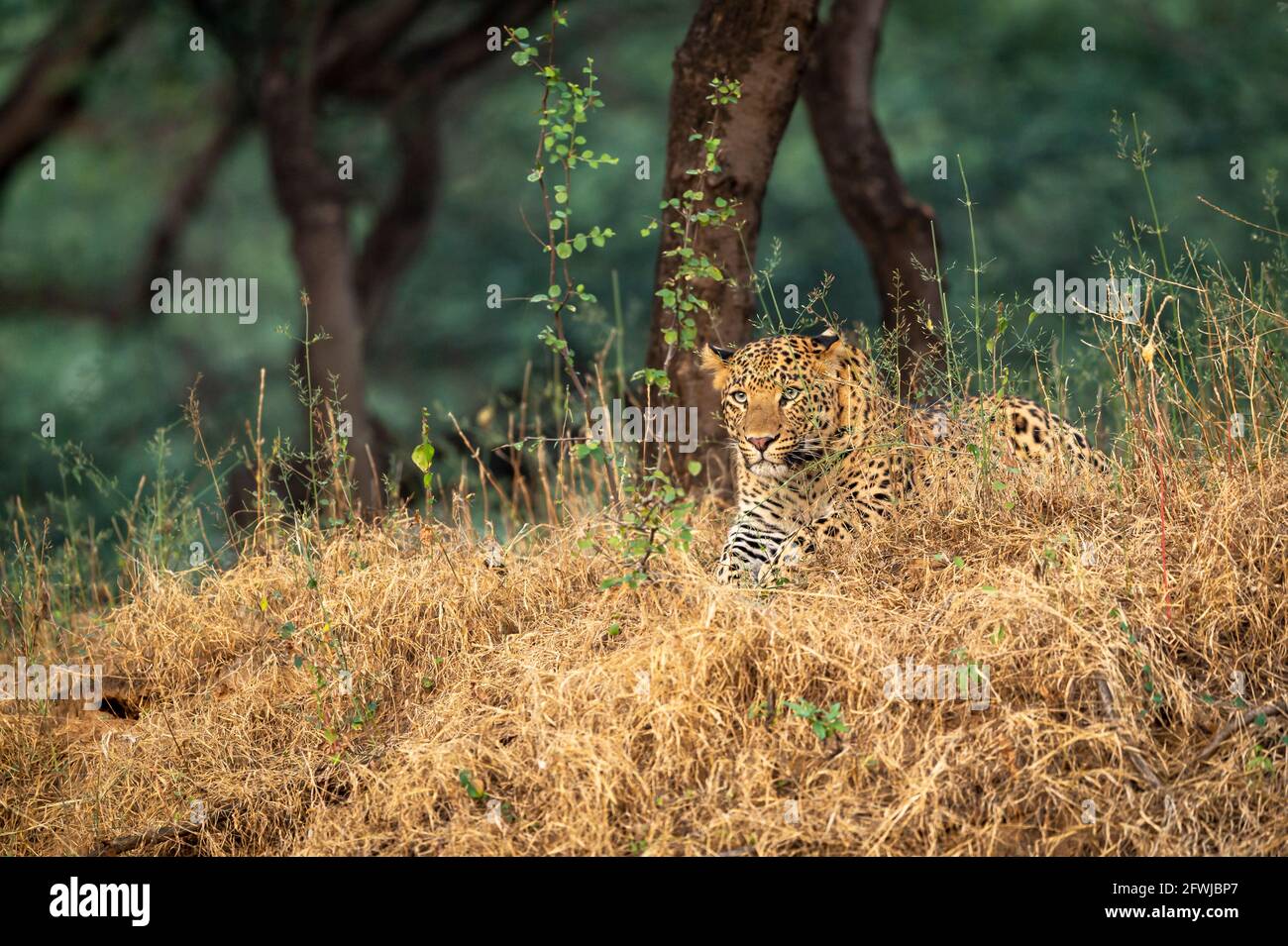 Ritratto di leopardo maschile selvatico o pantera nella riserva forestale jhalana jaipur rajasthan india - panthera pardus fusca Foto Stock
