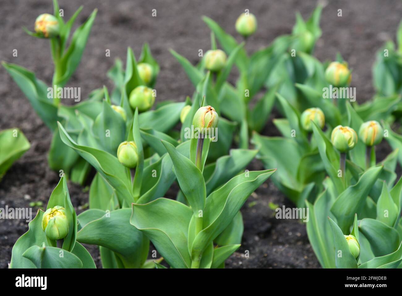 Gemme verdi di tulipani giovani fioriscono sul prato. Foto Stock