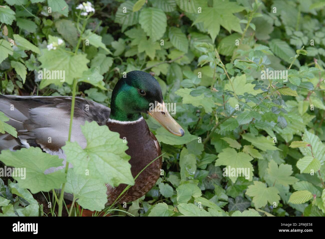 Ente zwischen Blättern Foto Stock