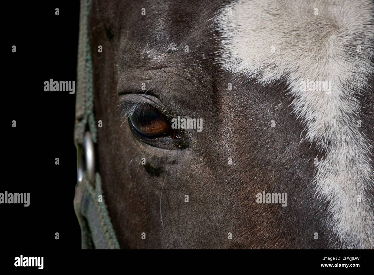 Ritratto a mezza faccia di testa di cavallo marrone con briglia isolata su sfondo nero. Foto Stock