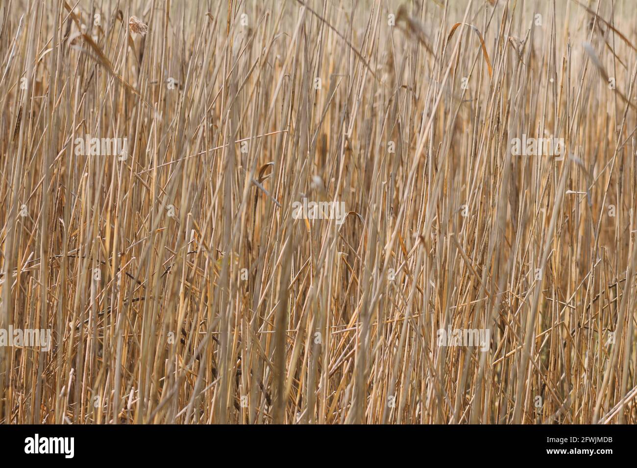 Dry norfolk reed ramcia lo sfondo in primavera con spazio di copia Foto Stock