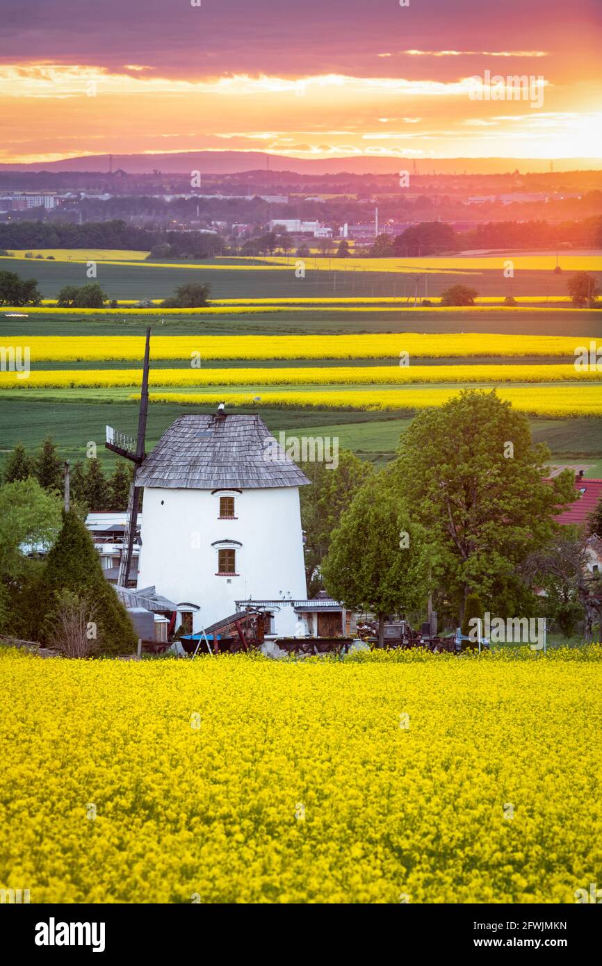 Paesaggio rurale primaverile con campi di colza in fiore e vecchio mulino al tramonto in bassa Slesia, Polonia Foto Stock