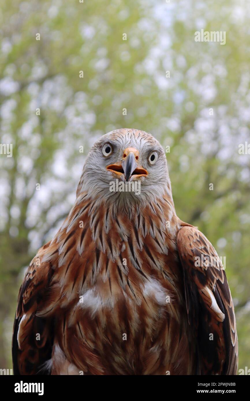 Nibbio reale Milvus milvus Foto Stock