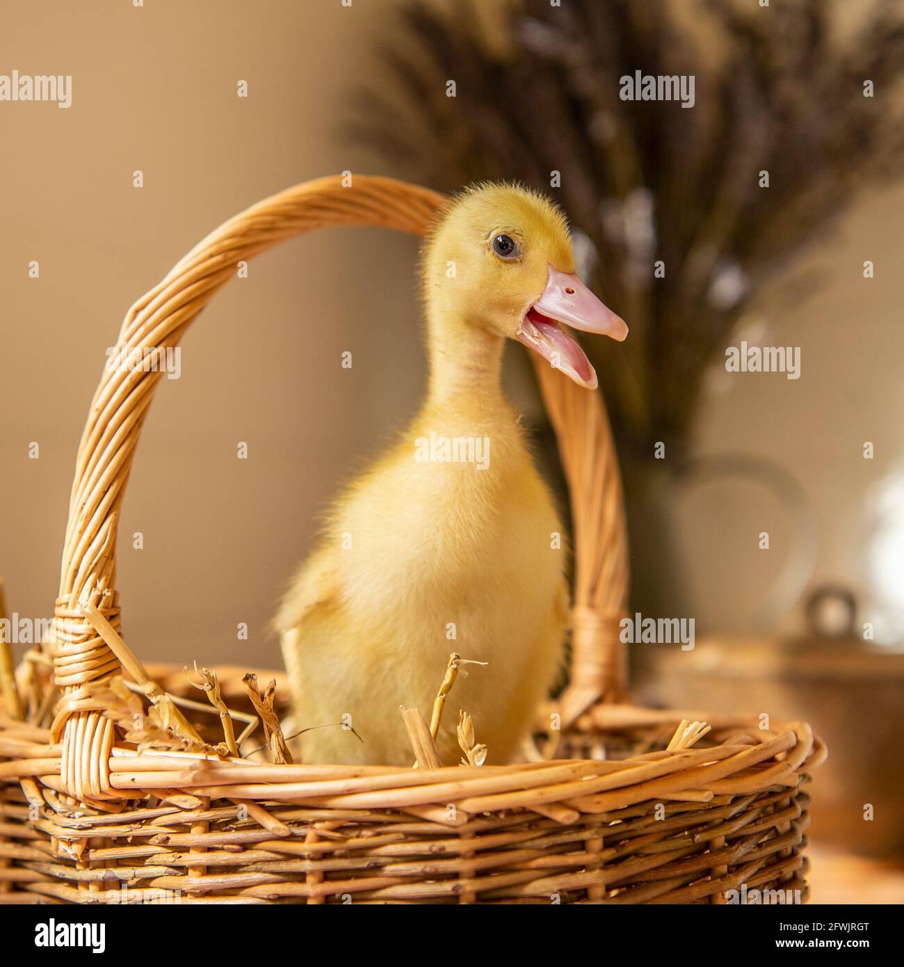 anatroccolo in un cestino interno Foto Stock