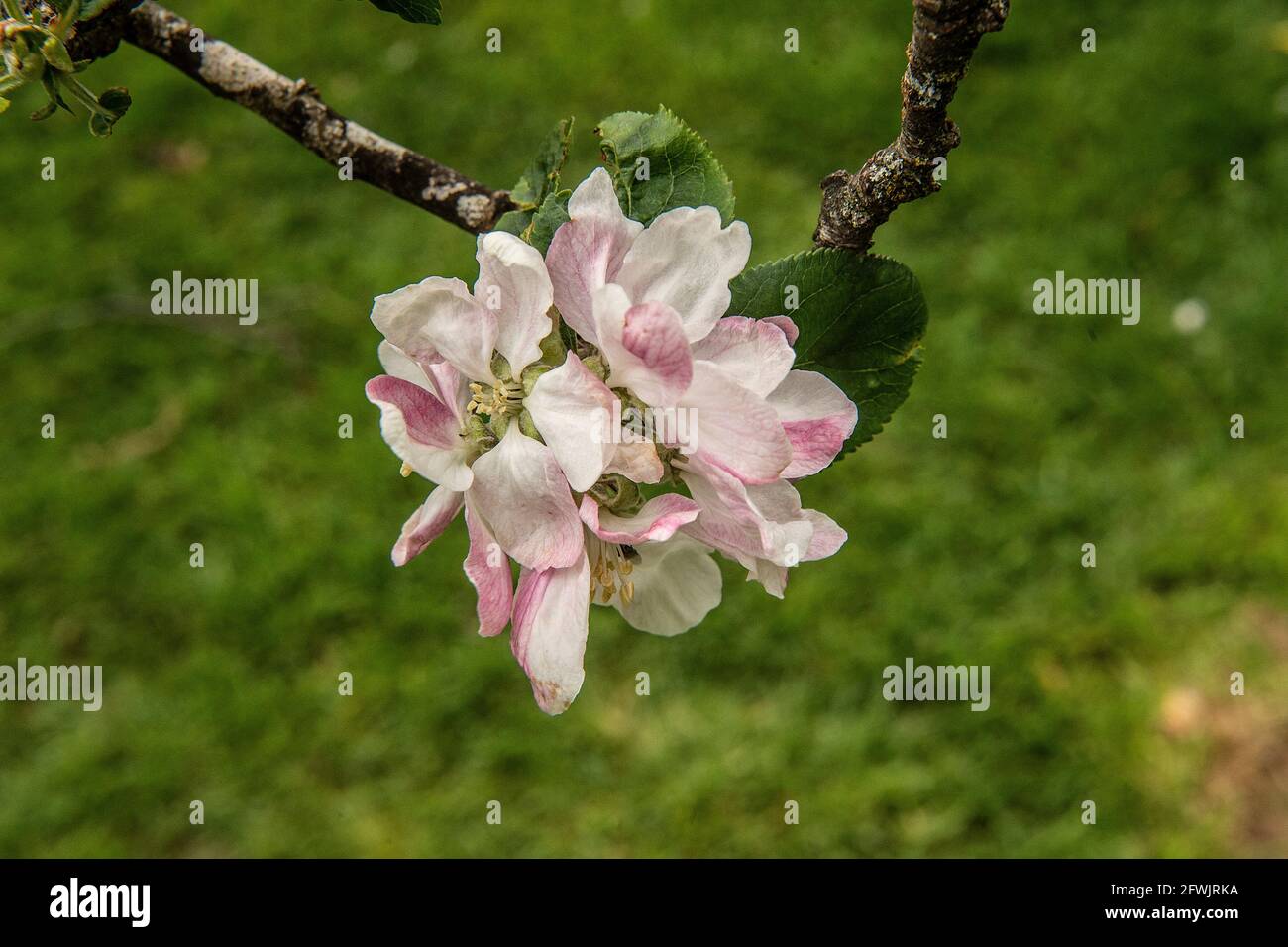 Apple Blossom sulla struttura ad albero Foto Stock