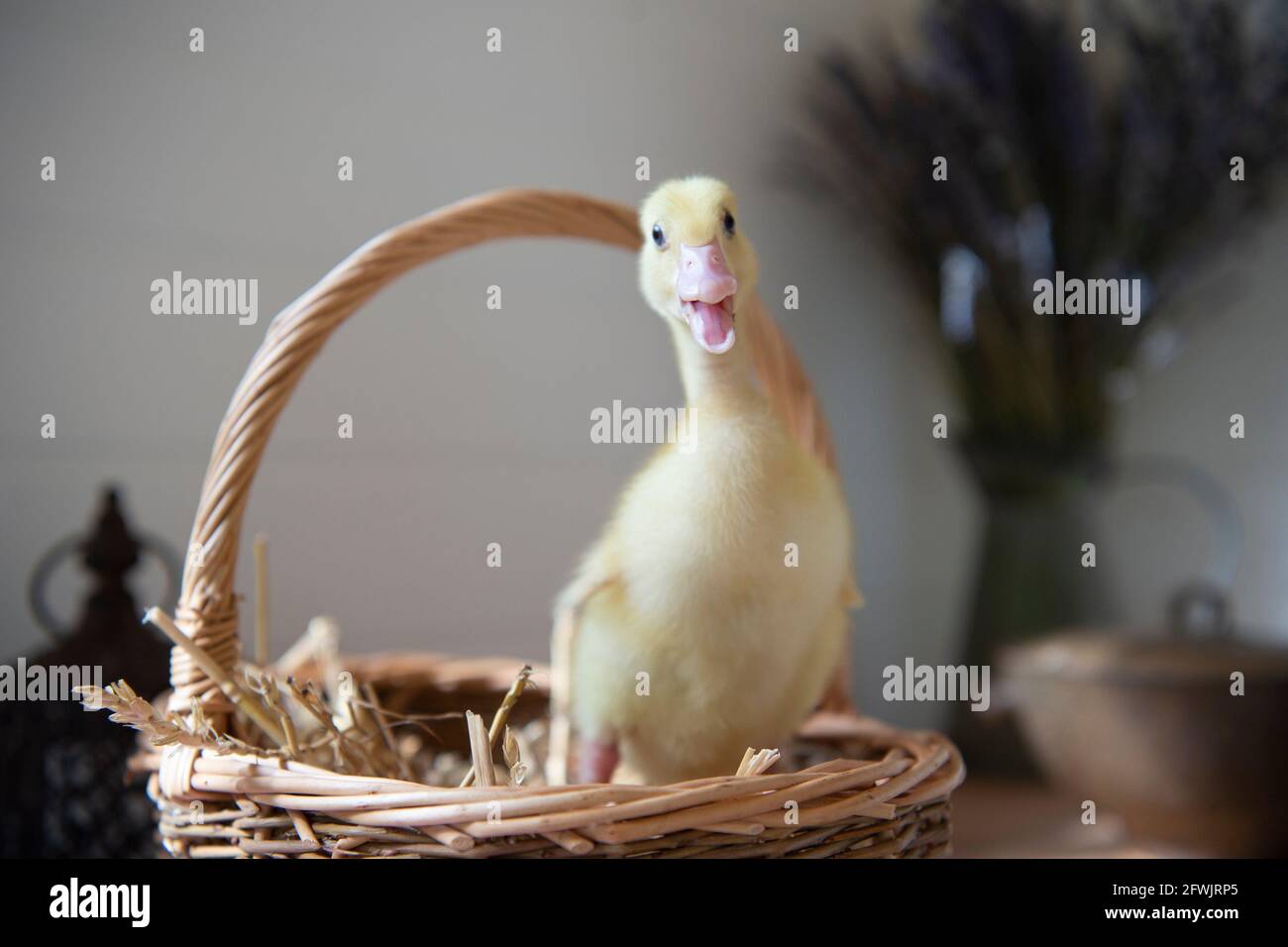 Anatra Aylesbury Duck Duck Duckling Foto Stock