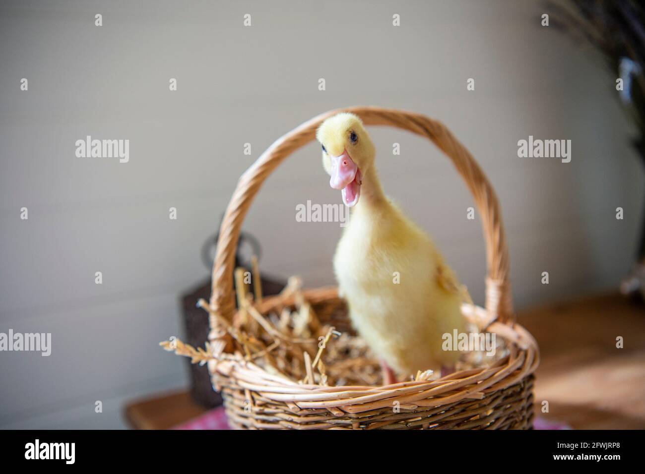 Anatra Aylesbury Duck Duck Duckling Foto Stock