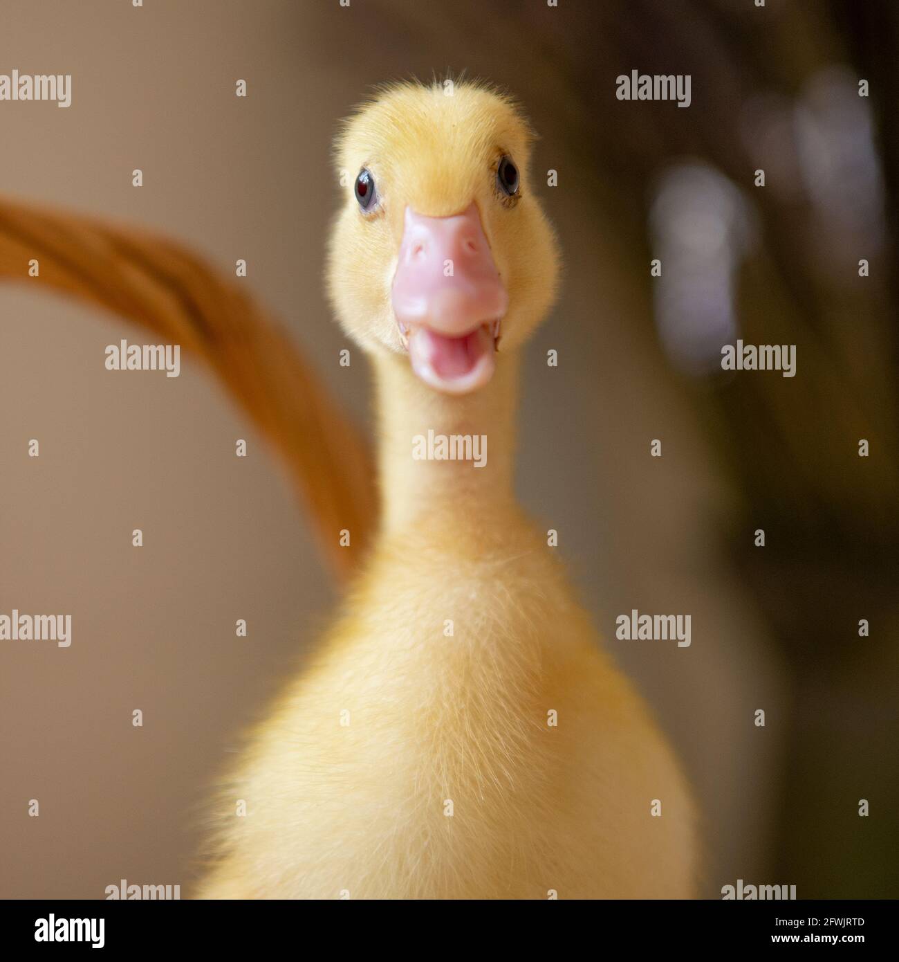 Anatra Aylesbury Duck Duck Duckling Foto Stock