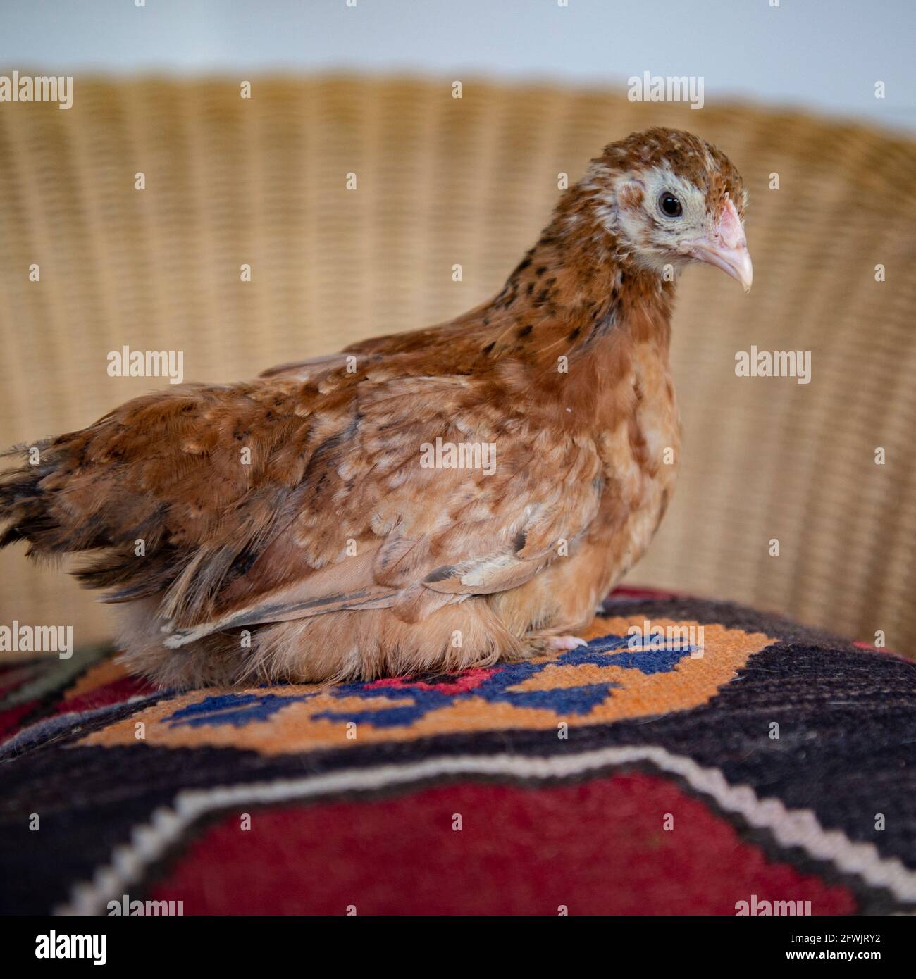 pollo Foto Stock