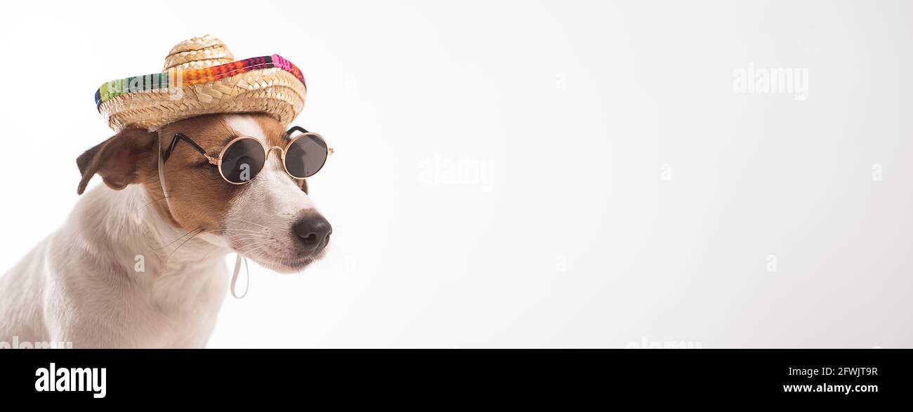 Ritratto di Jack Doggy russell terrier vestito con occhiali da sole e  sombrero su sfondo bianco. Widescreen Foto stock - Alamy