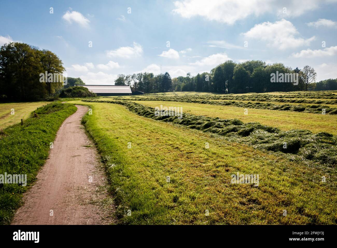 Erba appena falciata sulle colline della regione di Twente, nella provincia di Overijssel, Paesi Bassi Foto Stock
