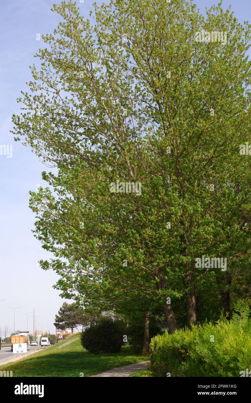 Erba e enorme albero vicino autostrada Foto Stock
