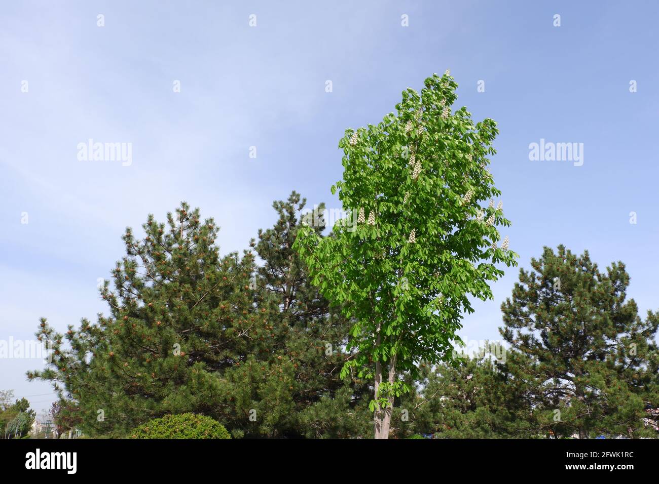 Albero di castagno di cavallo con fiori, in un giorno di primavera Foto Stock