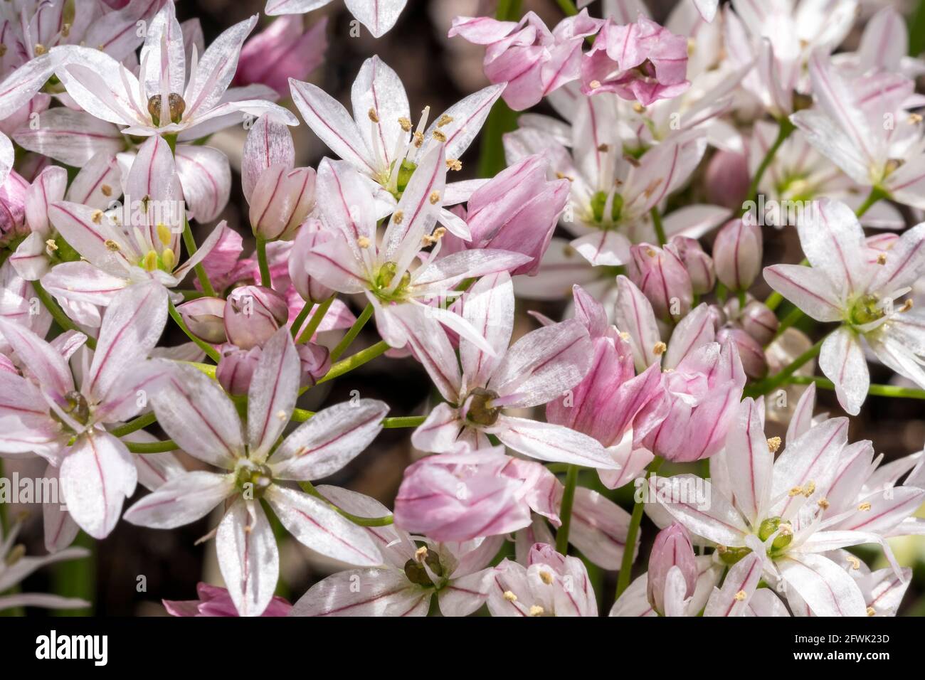 Allium 'Cameleon' una pianta bulbosa fiorita all'inizio dell'estate con un fiore bianco rosa estivo comunemente noto come una cipolla ornamentale, foto d'inventario Foto Stock
