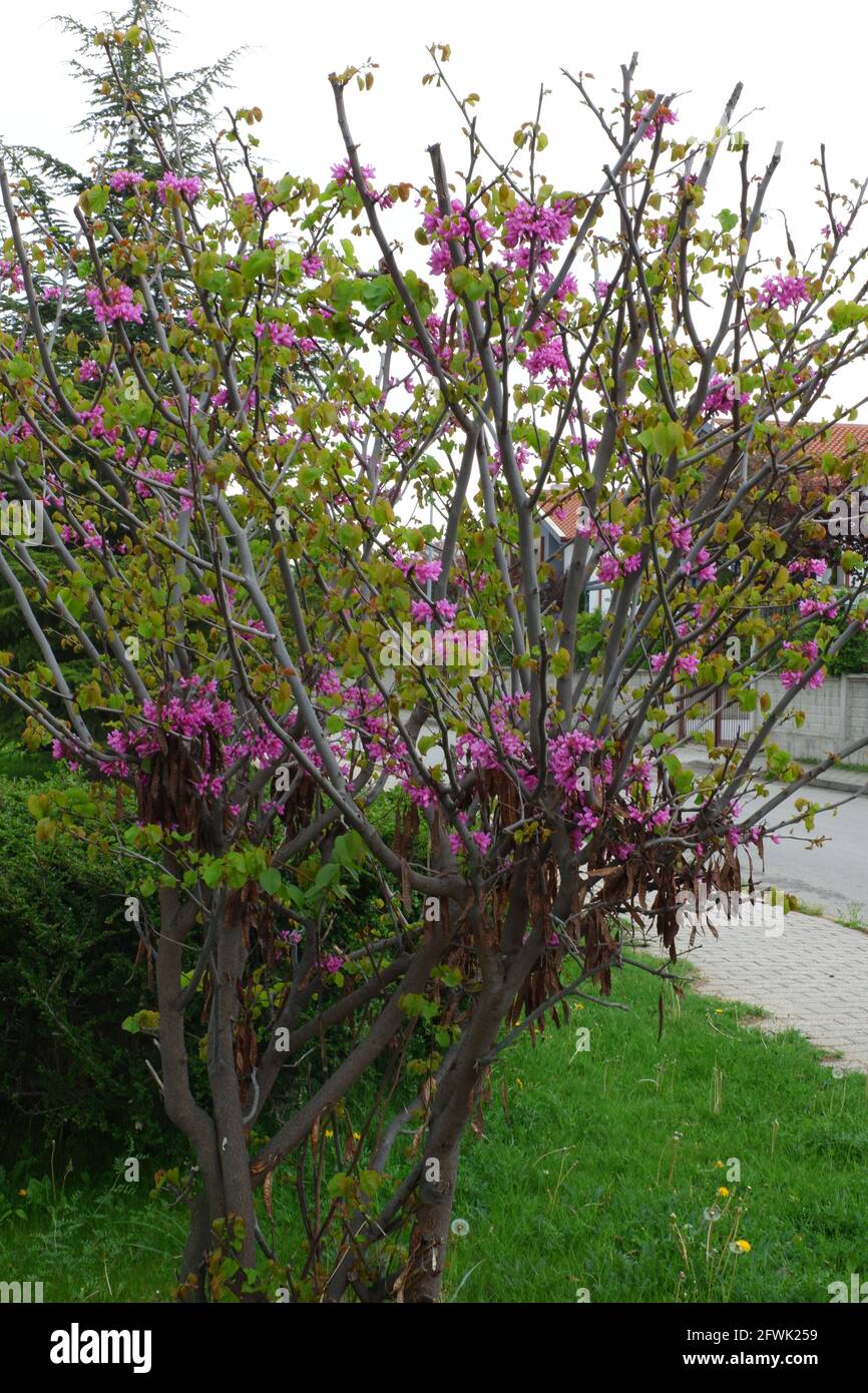 Little Tree con fiori viola fioriti in primavera Foto Stock