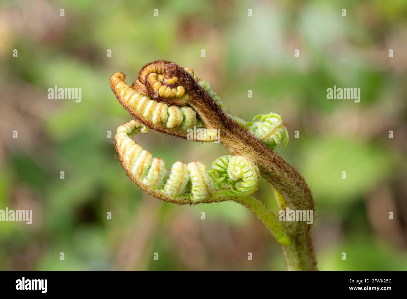 Osmunda regalis una grande pianta verde con nuovi fronti che si srotolano in primavera ed è comunemente noto come felce reale, foto d'azione Foto Stock