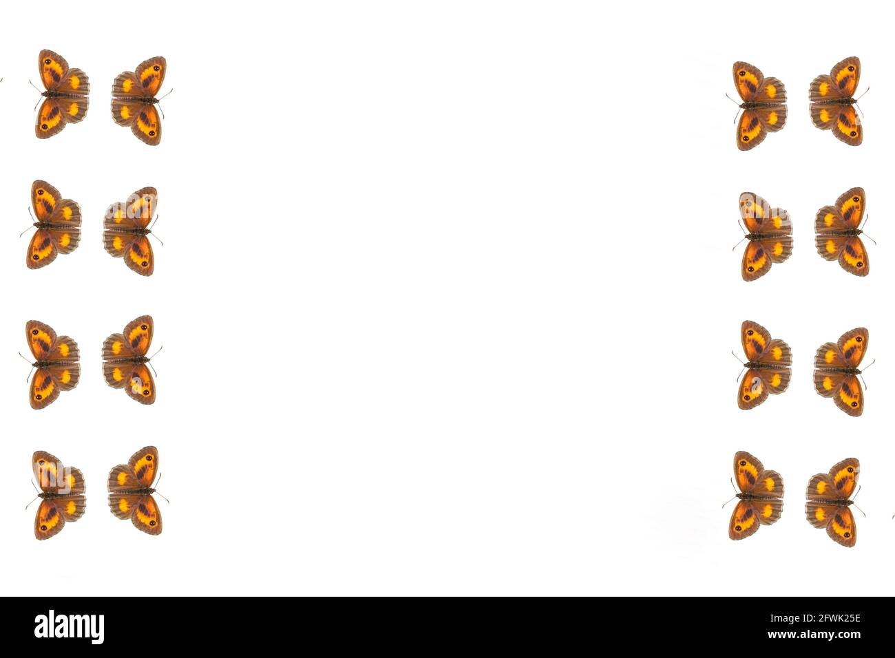 Gatekeeper Butterfly cornice sfondo (Pironia tithonus) Comunemente noto come Hedge Brown tagliato e isolato su uno sfondo bianco con spazio per la copia Foto Stock